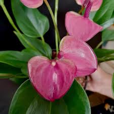 Pink Blooming Giant Anthurium Flower Seeds