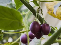 ecuadorian purple tamarillo plant for cultivation and planting heirloom gmo free Fruit seeds