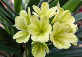 Green Clivia Flower Seeds