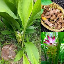 Turmeric Plant Seeds for Planting Heirloom Non-GMO High Germination Organic Garden Seeds Sustainable Gardening