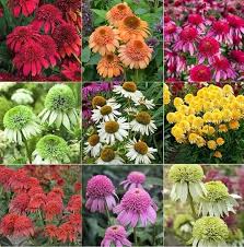 Coneflower Seeds - Heirloom Non GMO High Germination Flower Seeds for Planting