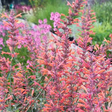 Orange Agastache Aurantiaca Flower