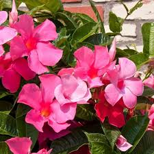 Pink Dipladenia for Planting Heirloom Non-GMO High Germination Organic Garden Premium Floral Flower Seeds - Heirloom