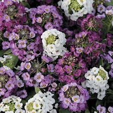 Alyssum Seeds