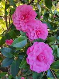 Camellia Flower Seeds - Heirloom, Non-GMO, High Germination Flower Seeds for Planting