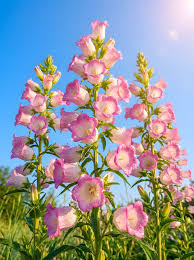 Pink Blooming Campanula Flower Flower Seeds - Heirloom Non GMO High Germination Organic Garden Planting Seeds