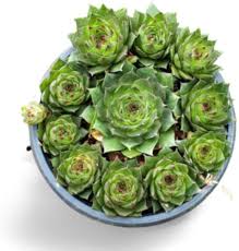 Green Sempervivum Flower Seeds