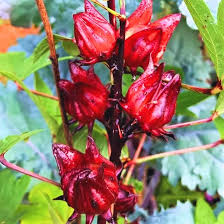 Red Roselle Fruit Seeds Rare Blooming Plants for Balcony and Patio Gardening for Colorful Landscape | Heirloom...