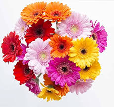 Daisy Gerbera Flower Seeds