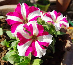 Pink Petunia Flower Seeds Pink 