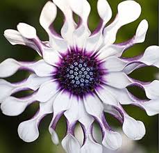 Osteospermum Eyed Flower Seeds Heirloom Non-GMO Seeds for Planting High Germination Organic Garden Seeds - Heirloom Non