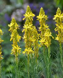 Yellow Asphodeline Flower Seeds Rare Blooming Plants Balcony and Patio Gardening Colorful Seeds for Planting Heirloom No