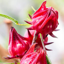 Red Hibiscus Sabdariffa Flower Seeds