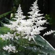White Astilbe Flower Seeds 