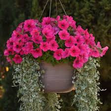 Pink Petunia Flower Seeds 