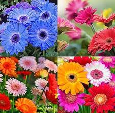 Daisy Gerbera Flower Seeds Mixed 