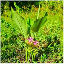 Turmeric Plant Seeds for Planting Heirloom Non-GMO High Germination Organic Garden Seeds Fresh Harvest