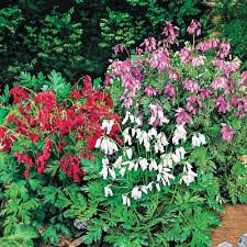 Mixed Bleeding Heart Flower Seeds