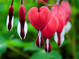 Bleeding Heart Flower Seeds 