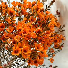 Orange Chamaelaucium Flower Seeds