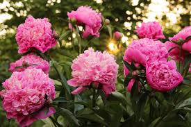Pink Perennial Peony Flower Seeds for Planting Heirloom Non-GMO High Germination Organic Garden Seeds - Heirloom Non GMO