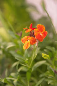 Orange Cheiranthus Cheirii Flower Seeds for Planting Heirloom Non-GMO High Germination Organic Garden Seeds - Heirloom