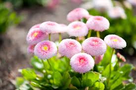 Pink Pomponette Flower Seeds for - Heirloom Non GMO Premium Garden Seeds for Planting, High Germination Outdoor Plants