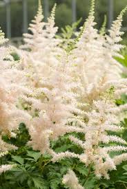 White Astilbe Flower Seeds 