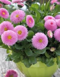 Pink Pomponette Flower Seeds