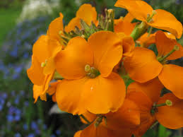 Orange Cheiranthus Cheirii Flower Seeds for Planting Heirloom Non-GMO High Germination Organic Garden Seeds - Heirloom