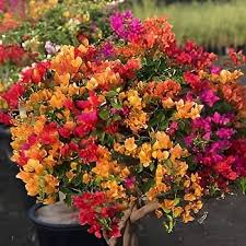 Mixed Bougainvillea Flower Seeds Premium Floral Seeds Decorative Outdoor Landscapes Heirloom Non-GMO Seeds for Planting