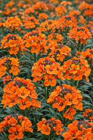Orange Cheiranthus Allionii Flower Seeds Planting Non-GMO - Heirloom Non GMO Premium Garden Seeds for Planting