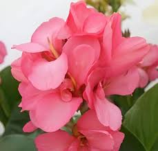 Pink Pale Canna Flower Seeds Easy Grow Blossoms Home Garden Decoration Colorful Landscape Seeds Non-GMO Premium...