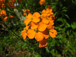 Orange Cheiranthus Allionii Flower Seeds Planting Non-GMO - Heirloom Non GMO Premium Garden Seeds for Planting