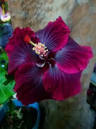Red Dark Hibiscus Flower Seeds