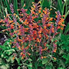 Orange Agastache Aurantiaca Flower