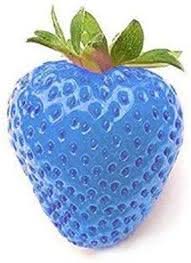 Skyblue Strawberry Fruit Growing Flavorful And Vibrant Berries Gmo Free Fruit Seeds