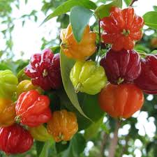 Surinam Cherry Fruit Growing Tropical Fruits With Unique Flavor Fruit Seeds
