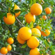 Valencia Orange Fruit Sweet Juicy Citrus Trees For Fruit Seeds