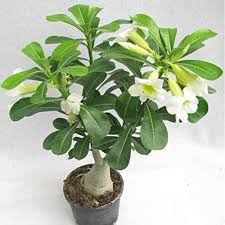 White Adenium Obesum Flower Seeds