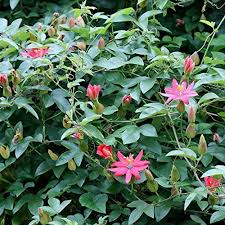 Pink Passiflora Mollissima Flower Seeds 