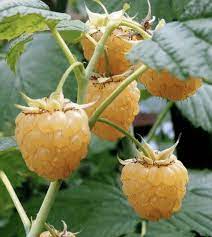 yellow raspberry fruit for planting grow exotic cloudberry plants in your garden Fruit seeds