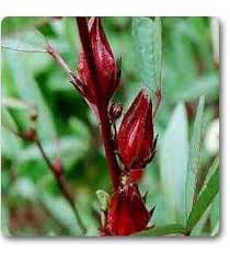 Red Roselle Fruit Seeds Rare Blooming Plants for Balcony and Patio Gardening for Colorful Landscape | Heirloom...