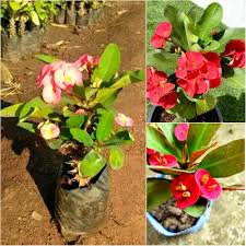 Mixed Crown Thorns Flower Seeds - Heirloom Non GMO High Germination Flower Seeds for Planting