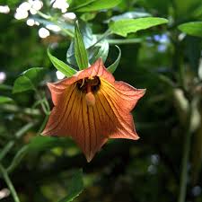 Orange Canarina Canariensis Flower Seeds 