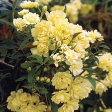 Rosa Banksia Flower Seeds