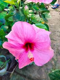 Pink Hibiscus Seeds - Heirloom Non GMO Premium Garden Seeds for Planting