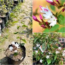 Pink Blooming Jasmine Flower Flower Seeds - Heirloom Non GMO High Germination Organic Garden Planting Seeds