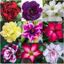 Mixed Desert Rose Flower Seeds 
