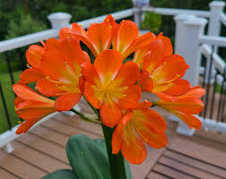 Orange Green Clivia Flower Seeds